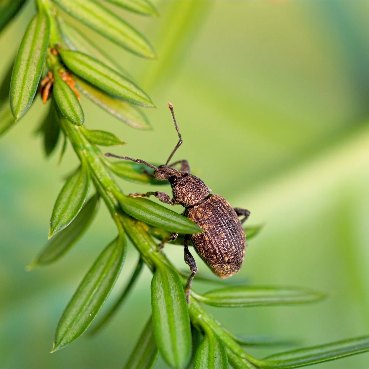 Dickmaulrüsslerkäfer und -Larven können im Garten grossen Schaden anrichten. 