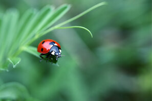 Der Marienkäfer als Larve die auch adulter Käfer ist die umweltschonende Antwort auf Blattläuse.