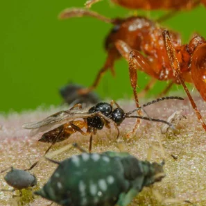 Schlupfwespen töten Blattläuse, indem sie sie parasitieren.