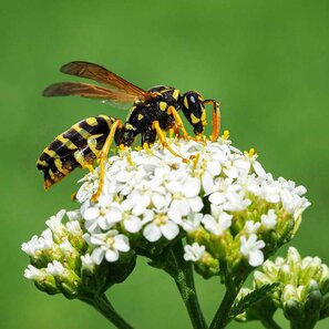 Wespen werden als lästig wahrgenommen, sind aber wichtige Bestäuber und Insektenjäger.