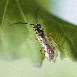 Der Weisslingstöter ist eine millimeterkleine Wespe, die Kohlweisslinge bekämpft.