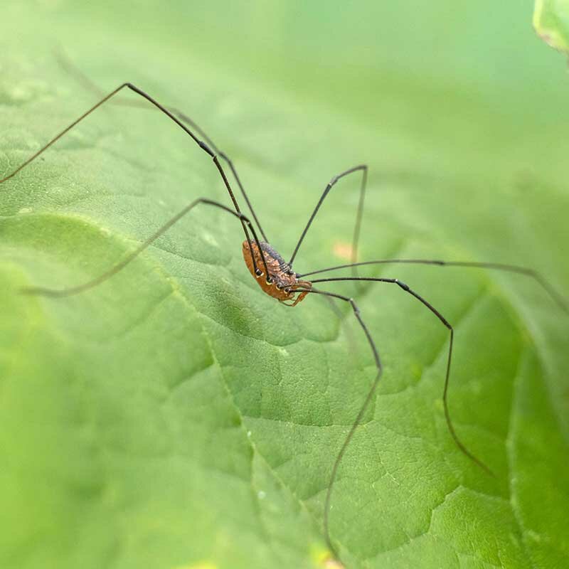 Identifier les auxiliaires du jardin et favoriser leur présence