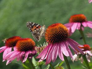 Le jardin bio naturel pour les papillons - Le chardon sur l'échinacée pourpre 