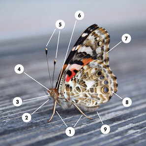 La structure du corps d'un papillon en détail