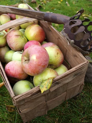 Reich mit Äpfeln gefüllter Holzkorb. Daneben liegt ein Apfelpflücker.
