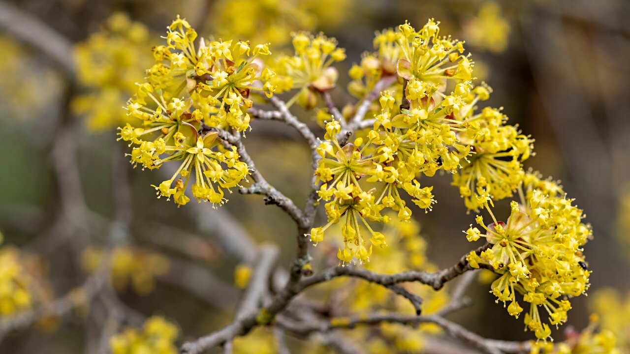 Le cormier, avec ses grappes de fleurs jaunes et ses baies rougeoyantes, est une plante à floraison précoce qui fournit du nectar aux premiers bourdons et abeilles sauvages.