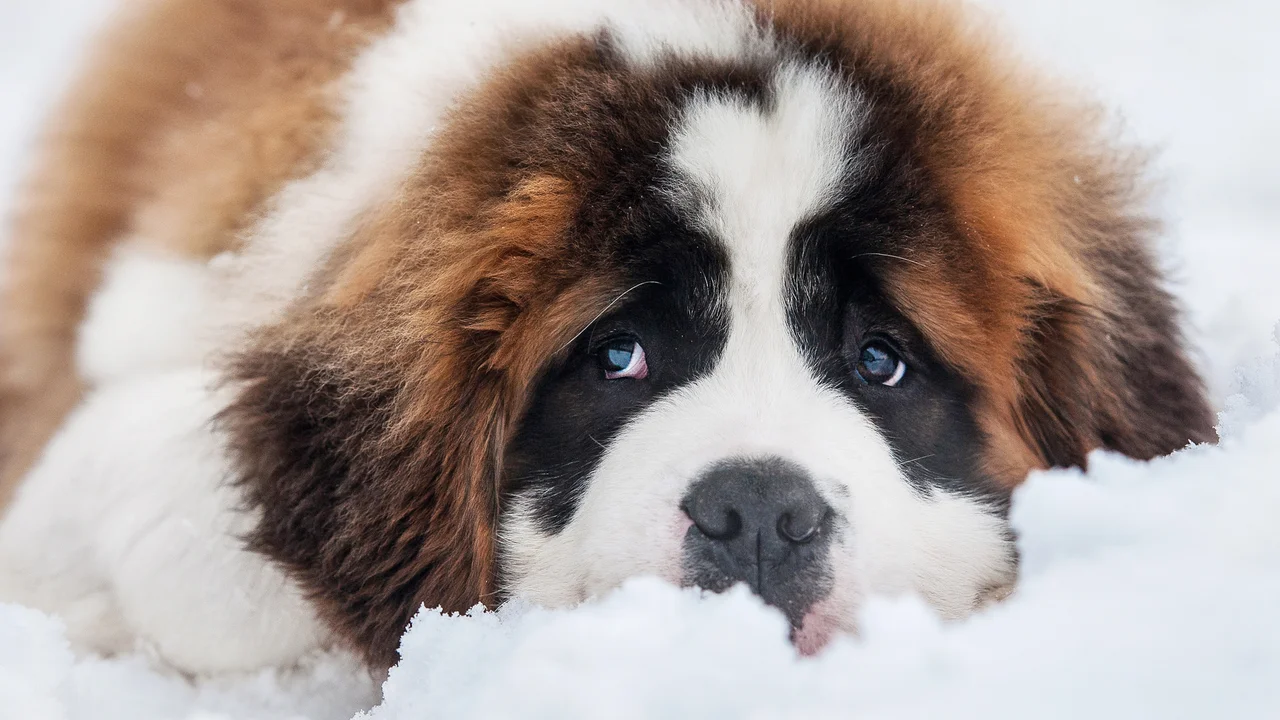 Winterhärtezonen - Bernhardiner im Schnee