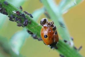 Die Ameise beschützt ihre Blattläuse vor dem Frassfeind Marienkäfer | © Andermatt Biogarten AG
