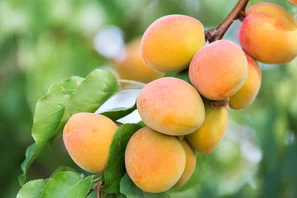 Befruchtersorten für Aprikosen
