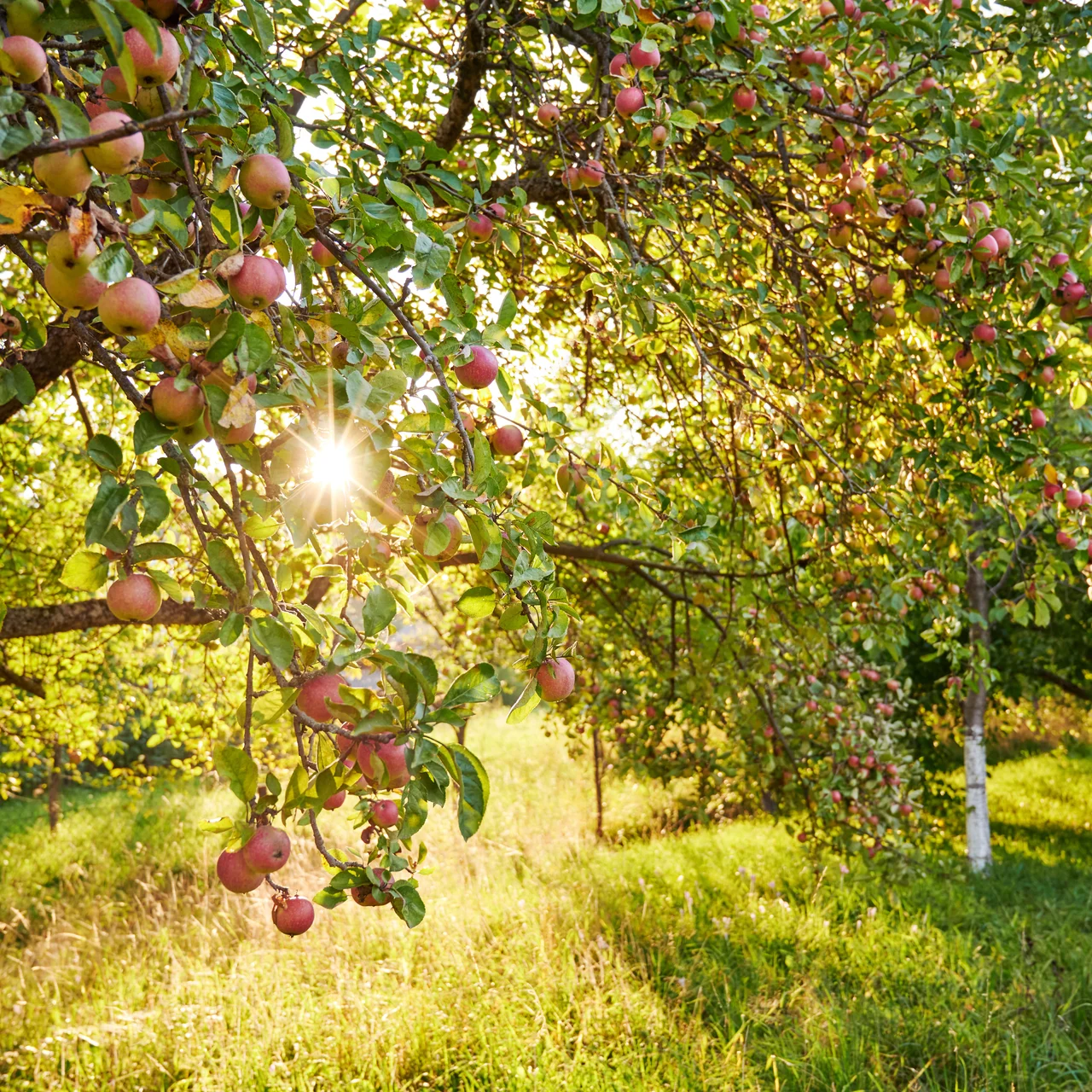 Obstbäume im Herbst einpflanzen | © Andermatt Biogarten AG