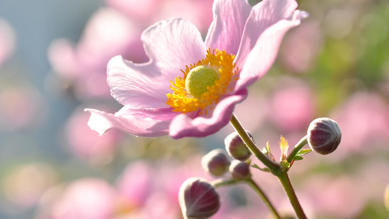Zur vollen Blüte mit stärkenden Mikroorganismen | © Andermatt Biogarten AG