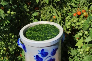 Startet die Pflanze gestärkt in die Saison, ist sie weniger anfällig und verträgt einen leichten Krankheits- und Schädlingsdruck. | © Andermatt Biogarten AG