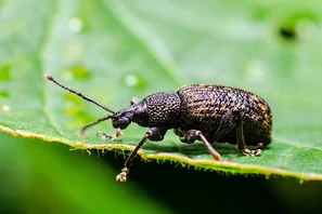Gefurchter Dickmaulrüssler, ausgewachsener Käfer | © Andermatt Biogarten AG