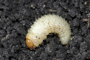 Dickmaulrüssler-Larve, weiss und beinlos mit brauner Kopfkapsel | © Andermatt Biogarten AG