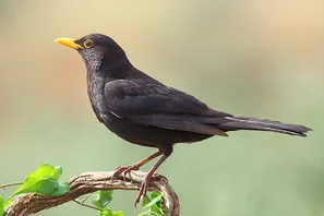 Amsel, natürliche Fressfeindin des Dickmaulrüsslers | © Andermatt Biogarten AG