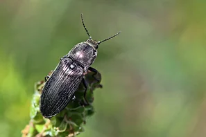 Schnellkäfer, das ausgewachsene Tier des Drahtwurms | © Andermatt Biogarten AG