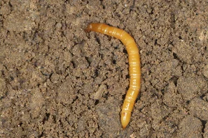 Drahtwurm, gelbliche Larve des Schnellkäfers | © Andermatt Biogarten AG
