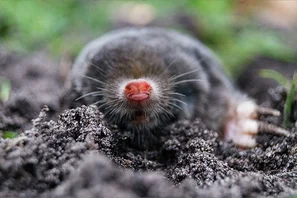 Maulwurf, natürlicher Fressfeind von Drahtwürmern | © Andermatt Biogarten AG