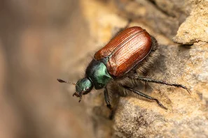 Gartenlaubkäfer mit braunen Flügeldecken und metallisch-grünem Halsschild | © Andermatt Biogarten AG
