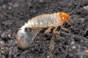 Gartenlaubkäfer-Engerling, weiss mit brauner Kopfkapsel | © Andermatt Biogarten AG
