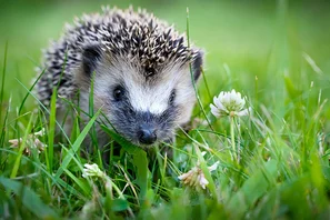 Igel, natürlicher Fressfeind von Gartenlaubkäfer-Engerlingen | © Andermatt Biogarten AG
