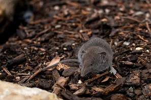 Spitzmaus, natürliche Fressfeindin von Japankäfer-Engerlingen | © Andermatt Biogarten AG