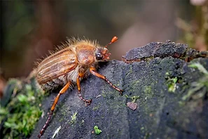 Junikäfer mit hellbraunem, behaartem Halsschild | © Andermatt Biogarten AG