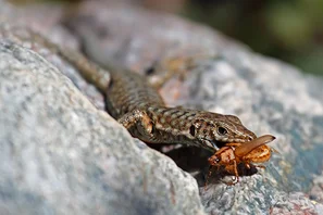 Mauereidechse mit einem erbeuteten Junikäfer im Maul | © Andermatt Biogarten AG