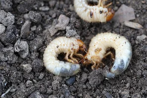 Junikäfer-Engerling, weiss mit brauner Kopfkapsel | © Andermatt Biogarten AG