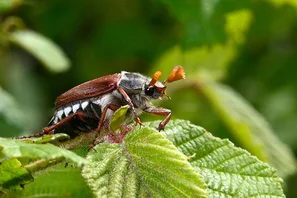 Maikäfer mit braunen Flügeldecken und weissen Dreiecksflecken an der Seite | © Andermatt Biogarten AG