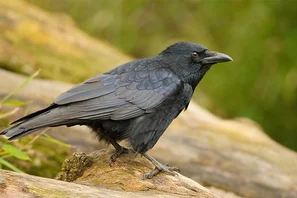 Rabenkrähe, natürliche Fressfeindin von Maikäfer-Engerlingen | © Andermatt Biogarten AG