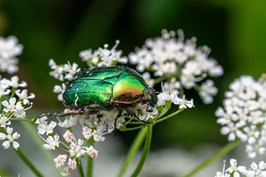 Rosenkäfer, metallisch grün glänzend | © Andermatt Biogarten AG