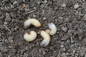 Rosenkäfer-Engerling, hinten dicker als vorne, Nützling im Kompost | © Andermatt Biogarten AG