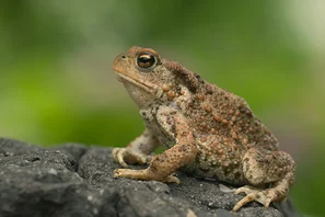 Erdkröte, natürliche Fressfeindin von Rosenkäfer-Engerlingen | © Andermatt Biogarten AG