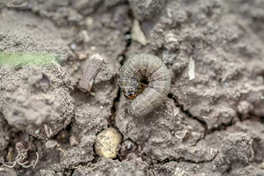 Erdraupe, grau-braune Raupe eines Eulenfalters | © Andermatt Biogarten AG