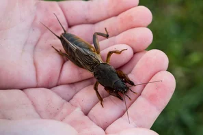 Maulwurfsgrille oder Werre mit schaufelartigen Vorderbeinen | © Andermatt Biogarten AG