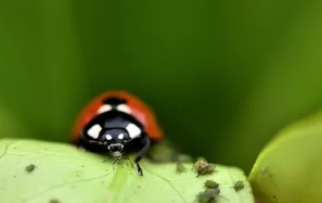 Marienkäfer sind wirksame Nützlinge gegen Blattläuse