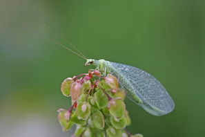Florfliege auf einer Pflanze - Nützlinge sind in einem Biodiversen Garten nicht wegzudenken