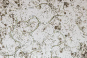 Mikroskopisch kleine Fadenwürmer - Nematoden