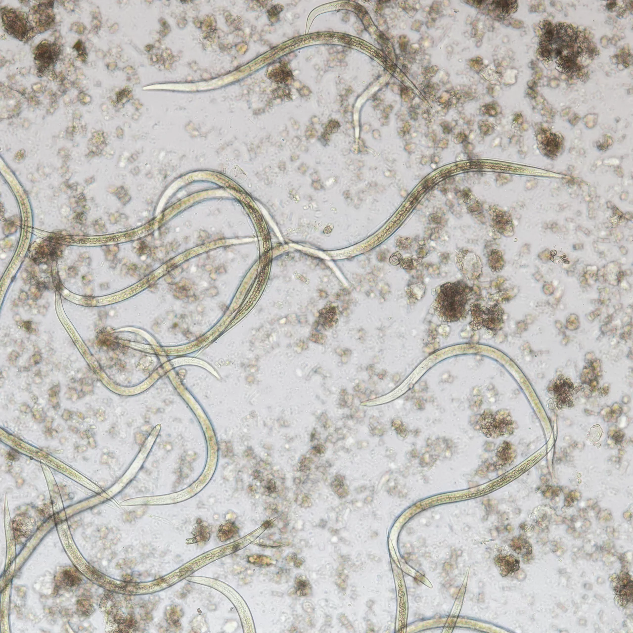 welchen dünger Purgrün Bio-Rosmarin-Dünger 1 Liter main image 1