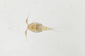 Makroaufnahme eines einheimischen Ruderfusskrebses mit gut sichtbaren Antennen, Beinen und dem charakteristischen roten Punktauge – dem biologischen Gegenspieler von Tigermücken-Larven. | © Andermatt Biogarten AG