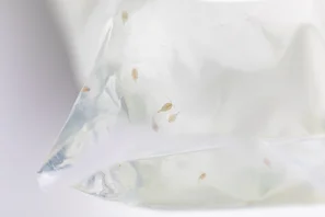 Die CopEx-Ruderfusskrebse werden lebend im Wasserbeutel geliefert und sind gut sichtbar, bevor sie in die Wasseransammlung ausgebracht werden. | © Andermatt Biogarten AG