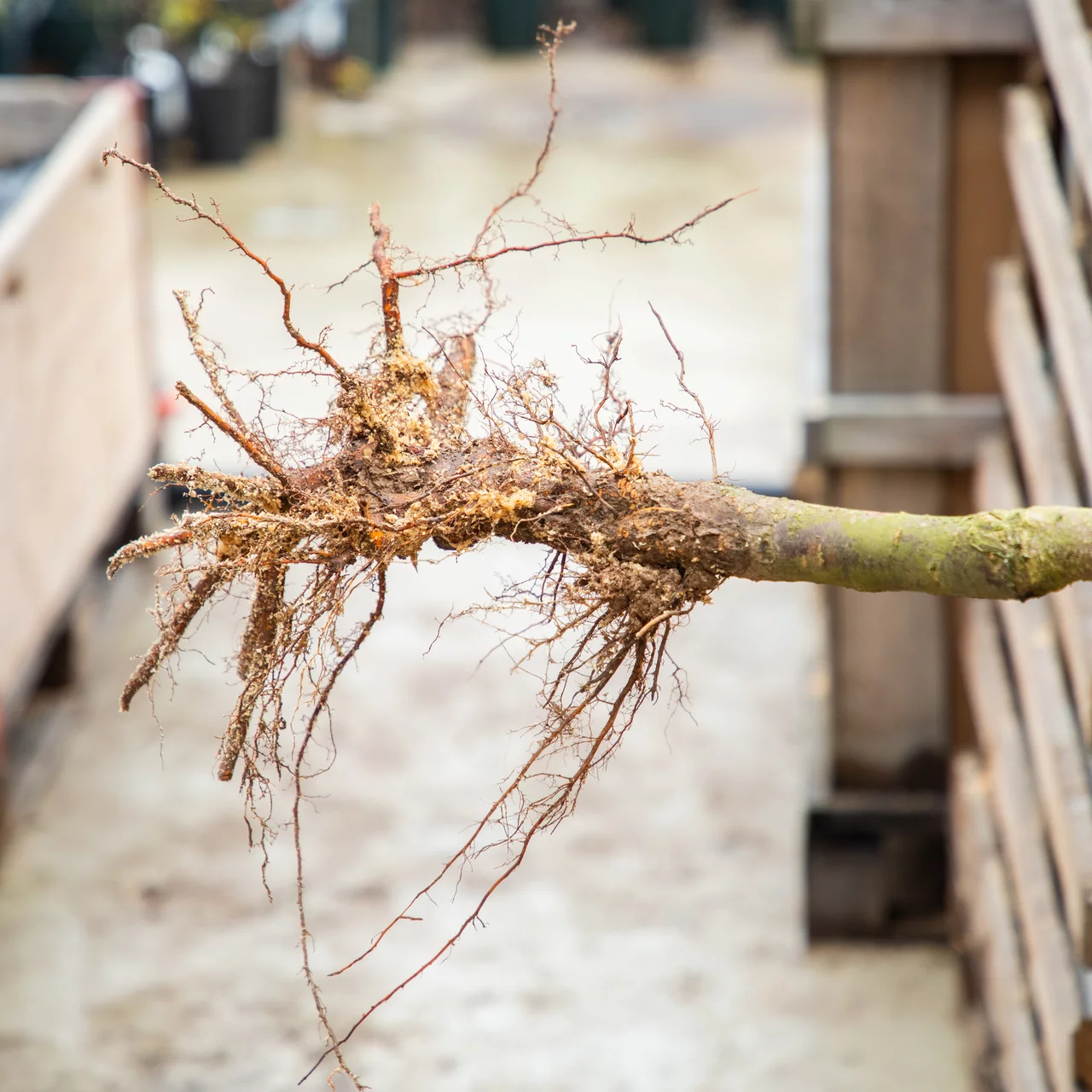 Nacktwurzlige Obstbäume wachsen direkt im Boden und werden währen der Ruheperiode ausgegraben und am neuen Ort verpflanzt. | © Andermatt Biogarten AG
