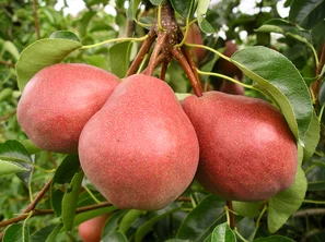 Besonders bei Obst lohnt es sich, auf wurzelnackt zu setzen. | © Andermatt Biogarten AG