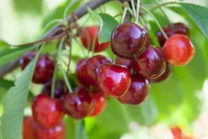 Besonders bei Obst lohnt es sich, auf wurzelnackt zu setzen. | © Andermatt Biogarten AG