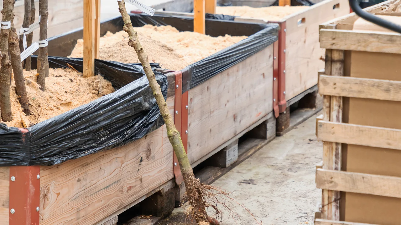 Dans l'entrepôt de sable, les plants à racines nues sont bien protégés pendant leur transport entre le champ et leur destination finale. | © Andermatt Biogarten AG