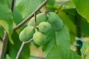 Die Früchte mit gesundheitsfördernden Inhaltsstoffen sollten nur in Massen verzehrt werden. | © Andermatt Biogarten AG