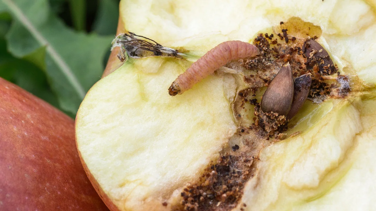 Der Wurm im Apfel ist eine Apfelwicklerlarve | © Andermatt Biogarten AG