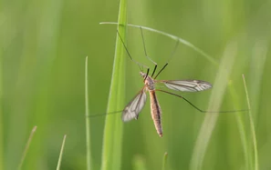 Kohl und Wiesenschnaken als häufigste Schädlinge unter den Erdschnaken | © Andermatt Biogarten AG