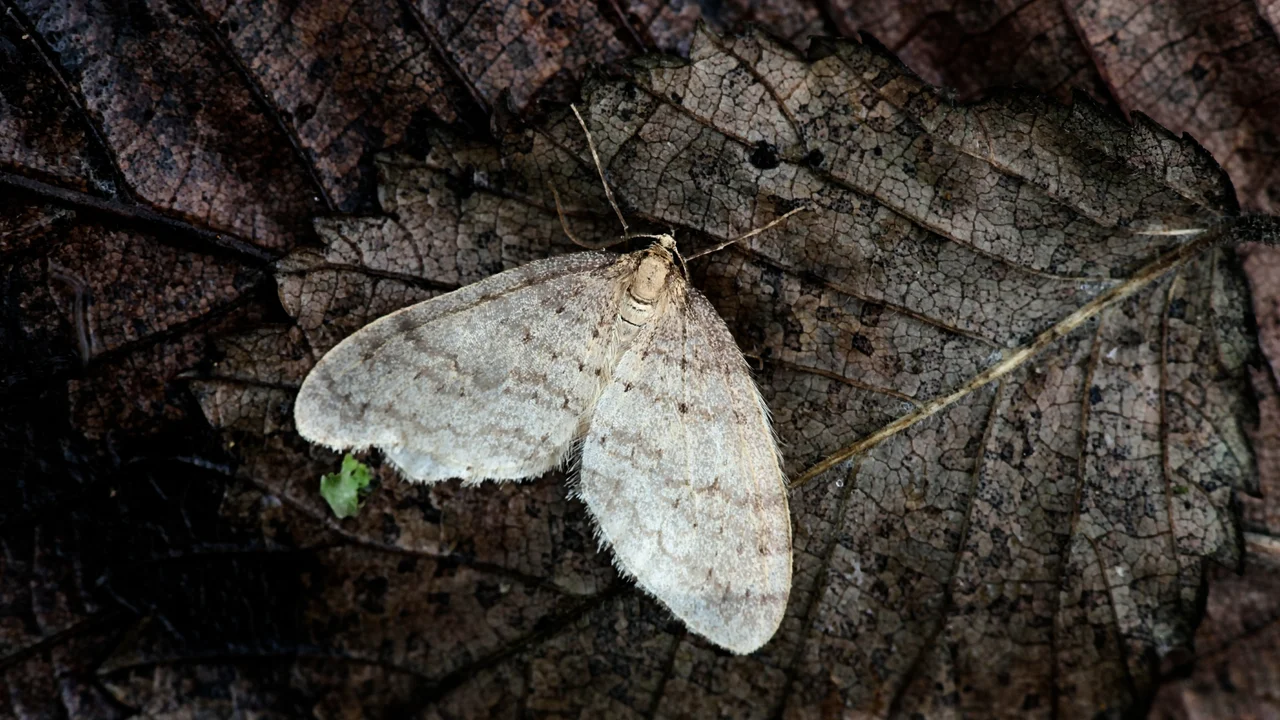 Der Falter des Kleinen Frostspanners tritt mit den ersten Frostnächten auf und befällt Obstbäume. | © Andermatt Biogarten AG
